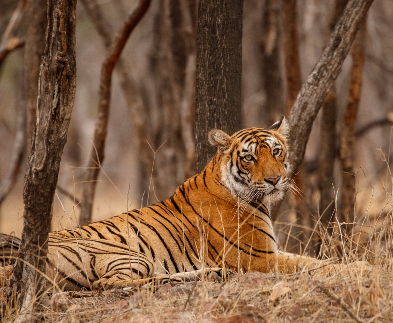 Sawai Madhopur Luxury Train Tour